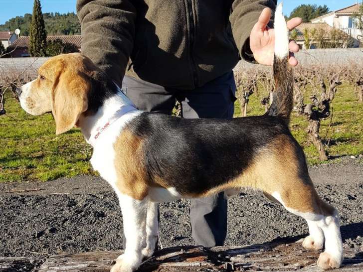 Etalon Beagle LOF tricolore disponible pour saillie