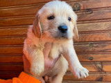 5 chiots Golden Retrievers LOF &agrave; r&eacute;server, couleur sable