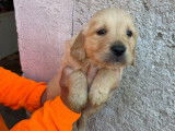 5 chiots Golden Retrievers LOF &agrave; r&eacute;server, couleur sable