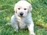 1 chiot Golden Retriever couleur sable clair &agrave; r&eacute;server, m&acirc;le LOF