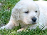 1 chiot Golden Retriever couleur sable clair &agrave; r&eacute;server, m&acirc;le LOF