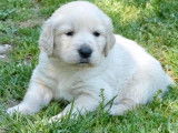 1 chiot Golden Retriever couleur sable clair &agrave; r&eacute;server, m&acirc;le LOF
