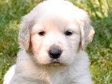 1 chiot Golden Retriever couleur sable clair &agrave; r&eacute;server, m&acirc;le LOF