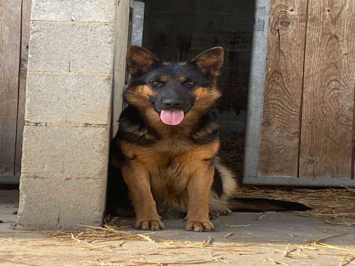 Chiots Berger Allemand à vendre