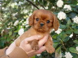 3 chiots mâles Cavaliers King Charles LOF à acheter