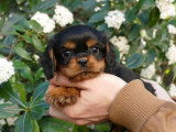 3 chiots mâles Cavaliers King Charles LOF à acheter