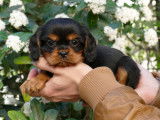 3 chiots mâles Cavaliers King Charles LOF à acheter