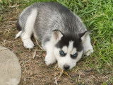 À réserver, 8 chiots Huskies de mars 2022, LOF, mâles et femelles
