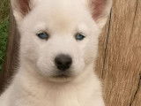 À réserver, 8 chiots Huskies de mars 2022, LOF, mâles et femelles