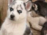 À réserver, 8 chiots Huskies de mars 2022, LOF, mâles et femelles