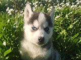 À réserver, 8 chiots Huskies de mars 2022, LOF, mâles et femelles