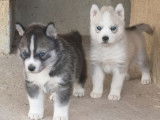 À réserver, 8 chiots Huskies de mars 2022, LOF, mâles et femelles