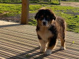 Vente de 5 chiots Bergers Australiens, 4 m&acirc;les et 1 femelle, LOF