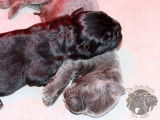 10 chiots Canes Corso LOF à réserver