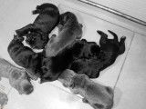 10 chiots Canes Corso LOF à réserver