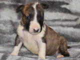 À vendre, dix chiots Bull Terriers LOF