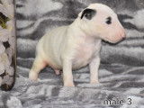 À vendre, dix chiots Bull Terriers LOF