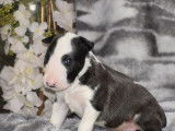 À vendre, dix chiots Bull Terriers LOF