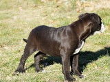 Vente d’un chiot Bulldog Continental femelle noir et blanc (LOF)