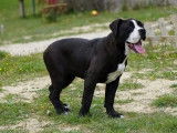 Vente d’un chiot Bulldog Continental femelle noir et blanc (LOF)