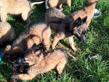 Vente de 6 chiots Bergers Belges Tervueren (LOF) fauve charbonné