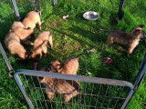 Vente de 6 chiots Bergers Belges Tervueren (LOF) fauve charbonné