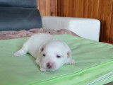Réservation de deux chiots Bichons Maltais mâles blancs (non LOF)