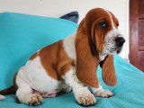 Vente d’un chiot Basset Hound tricolore (LOF)