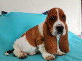 Vente d’un chiot Basset Hound tricolore (LOF)