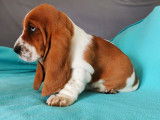 Vente d’un chiot Basset Hound tricolore (LOF)
