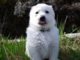 Vente de 4 chiots Bergers Blancs Suisses mâles (LOF)