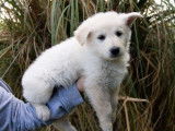 Vente de 4 chiots Bergers Blancs Suisses mâles (LOF)
