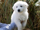 Vente de 4 chiots Bergers Blancs Suisses mâles (LOF)