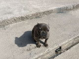 Une chienne adulte Bouledogue Fran&ccedil;ais bleue non LOF disponible