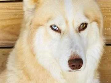Une chienne adulte Husky Sibérien non LOF à vendre