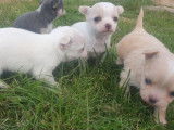 À réserver 5 chiots Chihuahuas non LOF à poil court et à poil long