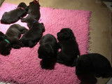8 chiots femelles Labrador Retrievers marron à réserver (non LOF)
