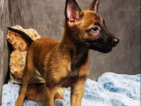 Un chiot Berger Belge Malinois mâle fauve non LOF disponible