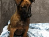 Un chiot Berger Belge Malinois mâle fauve non LOF disponible