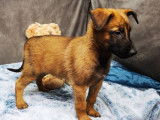 Un chiot Berger Belge Malinois mâle fauve non LOF disponible