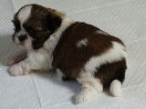 5 chiots Shih Tzus non LOF disponibles à la réservation