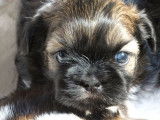 5 chiots Shih Tzus non LOF disponibles à la réservation