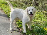 Golden Retriever LOF pour saillie