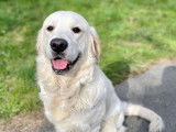 Golden Retriever LOF pour saillie