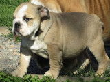 3 chiots Bouledogues Anglais LOF de février 2022 à céder sable ou fauves