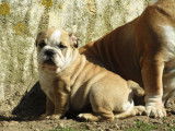 3 chiots Bouledogues Anglais LOF de février 2022 à céder sable ou fauves