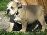 3 chiots Bouledogues Anglais LOF de février 2022 à céder sable ou fauves