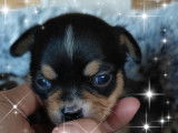 Magnifiques chiots Chihuahuas à vendre (3 Mâles)