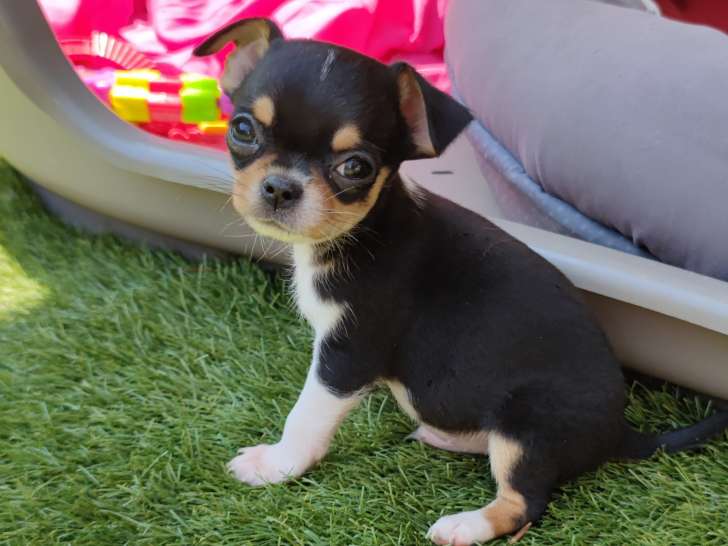Magnifiques chiots Chihuahuas à vendre (3 Mâles)