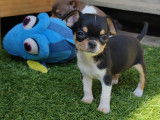 Magnifiques chiots Chihuahuas à vendre (3 Mâles)